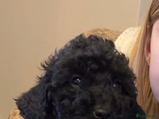 Labradoodle dogs - Advert 5