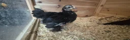 Chickens poultry for sale: Booted Pekin Bantam Pullets - Advert 5