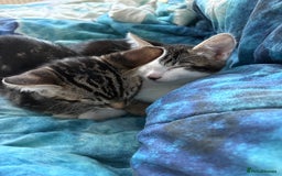 Bengal cats for sale: Two beautiful loving Boys 9 weeks old - Image 8