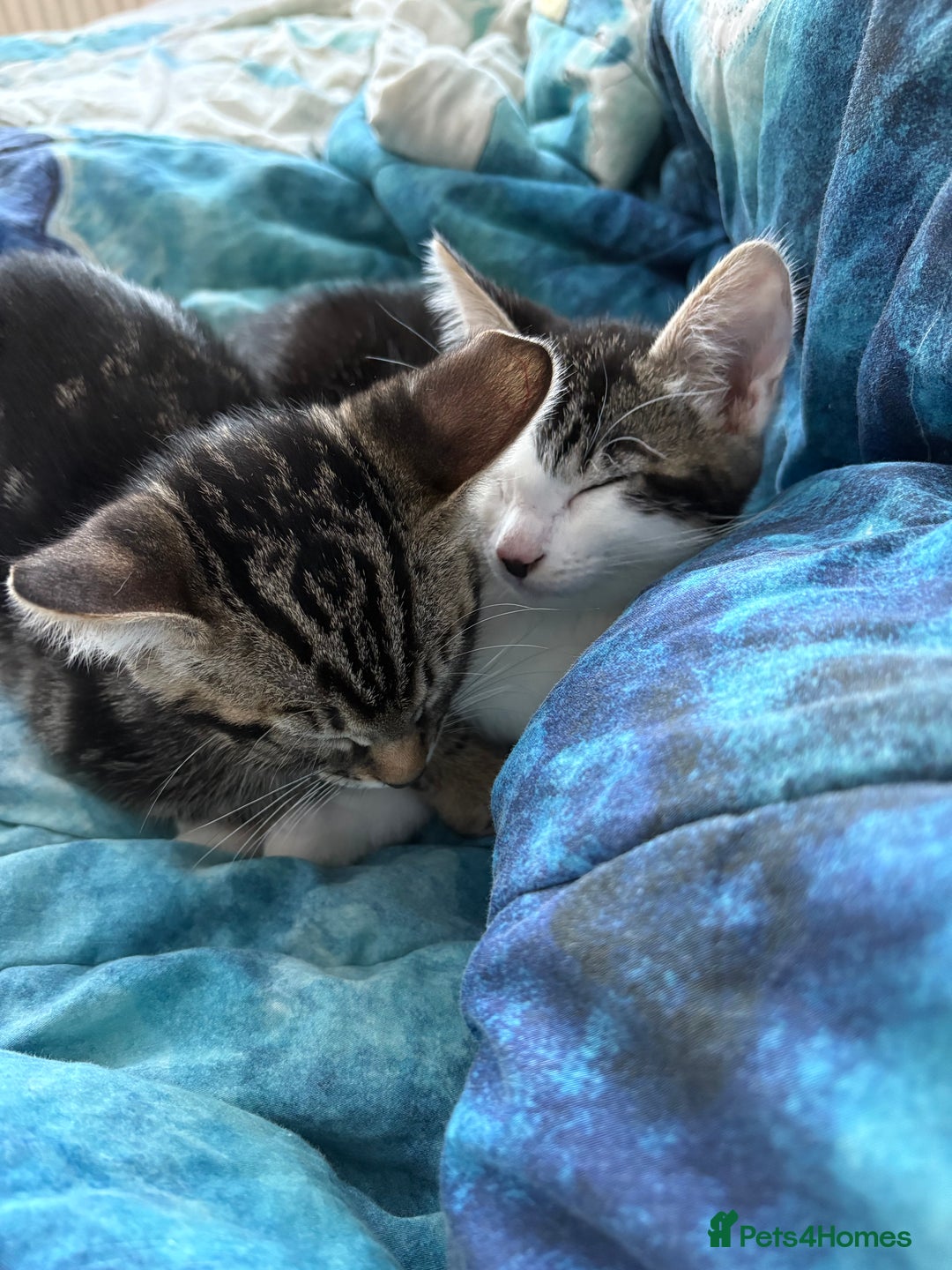Bengal cats for sale: Two beautiful loving Boys 9 weeks old - Image 8