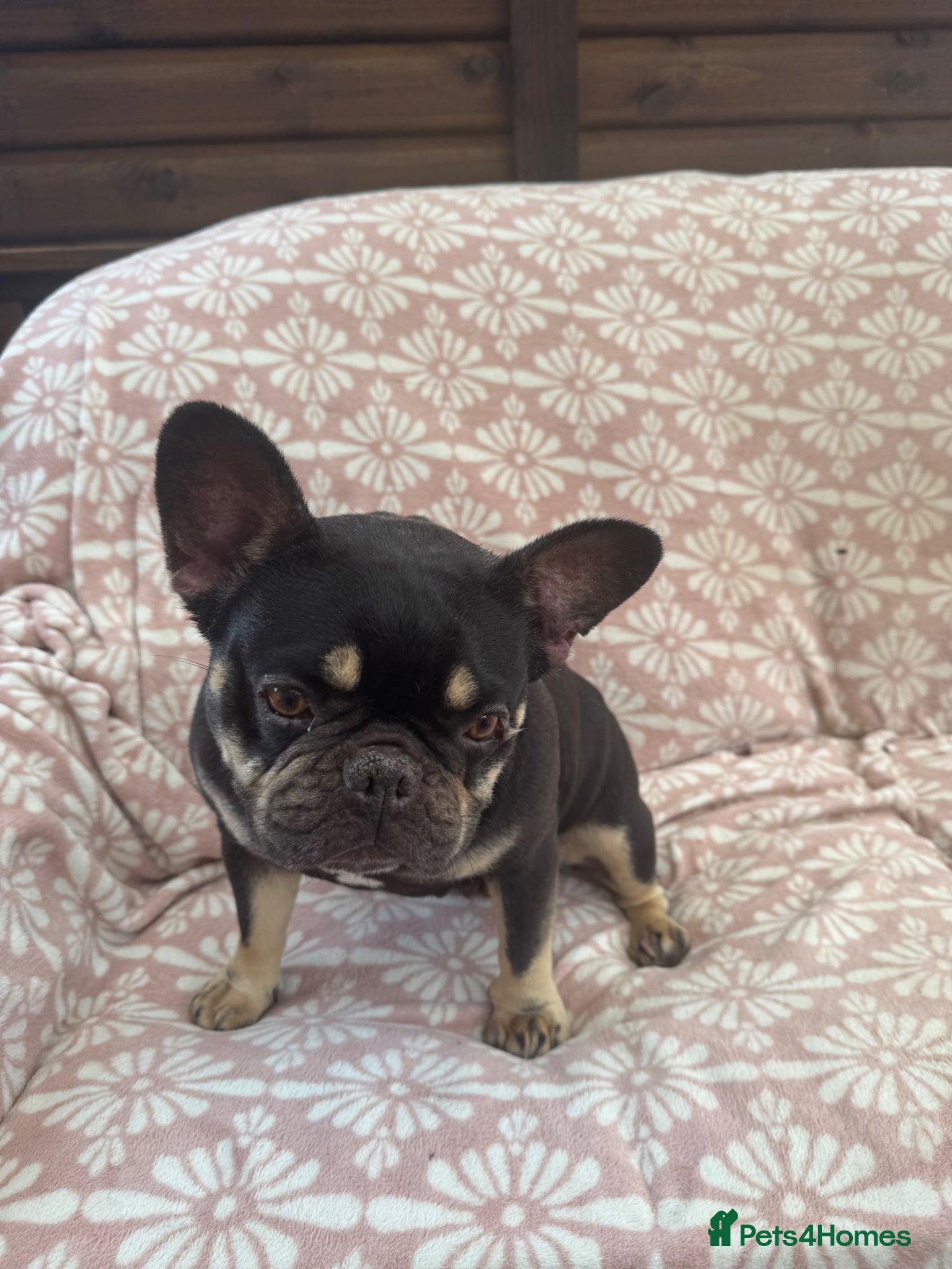 French Bulldog dogs for sale: Female French Bull - For Sale - Advert 3
