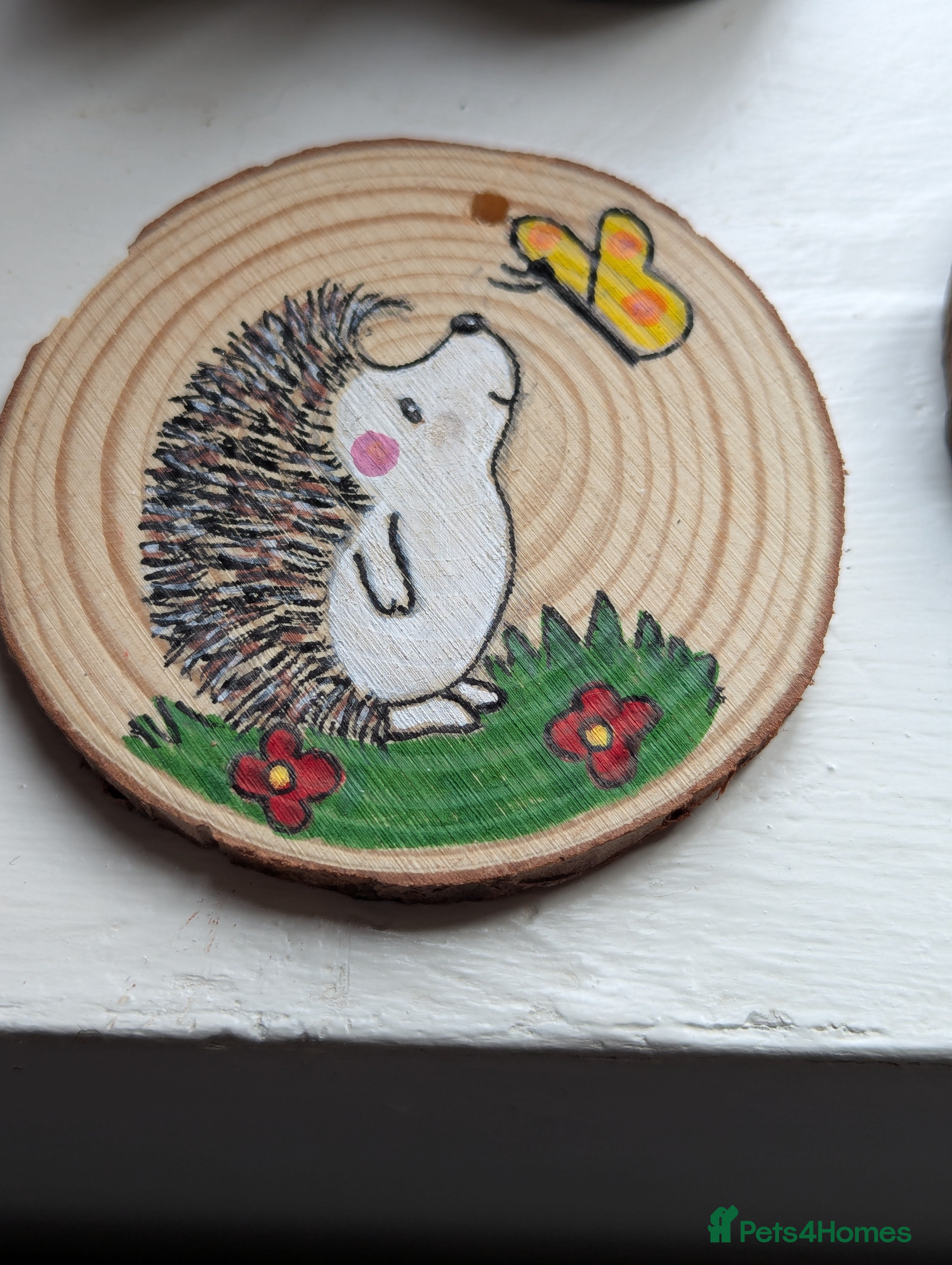 Pygmy Hedgehog rodents Beautiful Baby Hoglets Ready Now/Reserve  - Advert 2