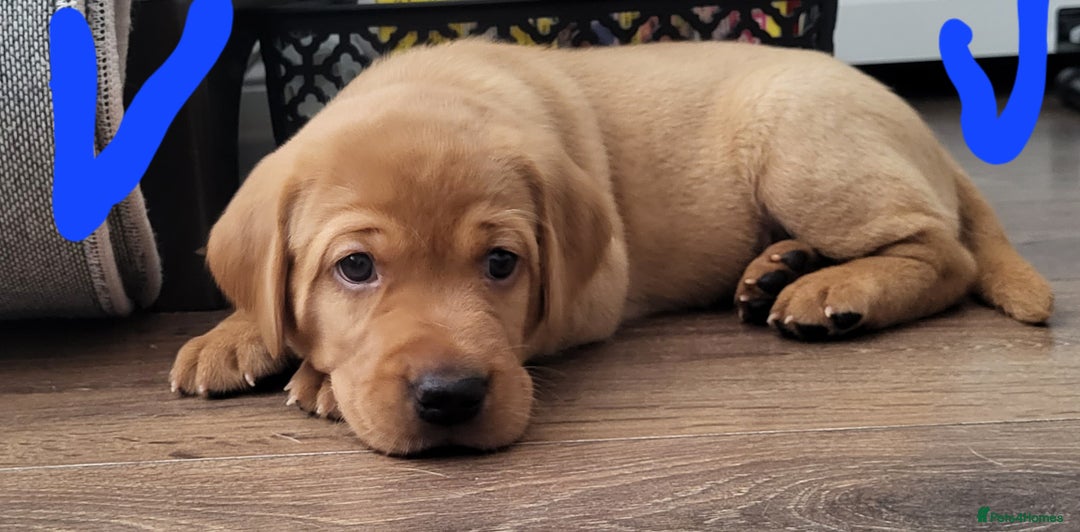 Labrador Retriever dogs for sale: Red fox Labrador retriever puppies  - Image 6