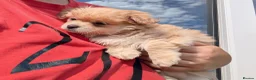 Chihuahua dogs for sale: Superb Longhaired pedigree toy chihuahuas - Advert 34