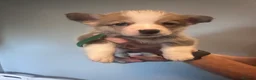 Welsh Corgi Pembroke dogs for sale: Beautiful Pembroke Welsh Corgi Puppies  in Chesterfield - Advert 28