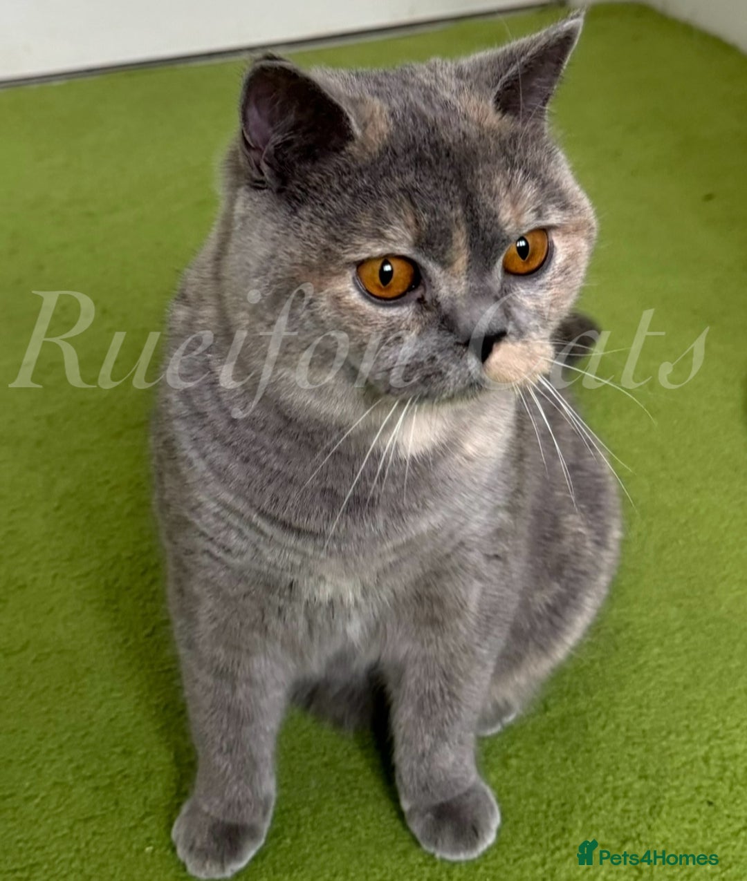 British Shorthair cats for sale: GCCF Registered British Shorthair kittens - Image 14