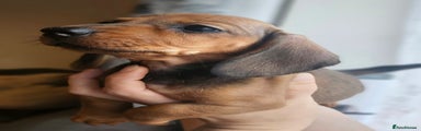 Miniature Dachshund Puppy 1