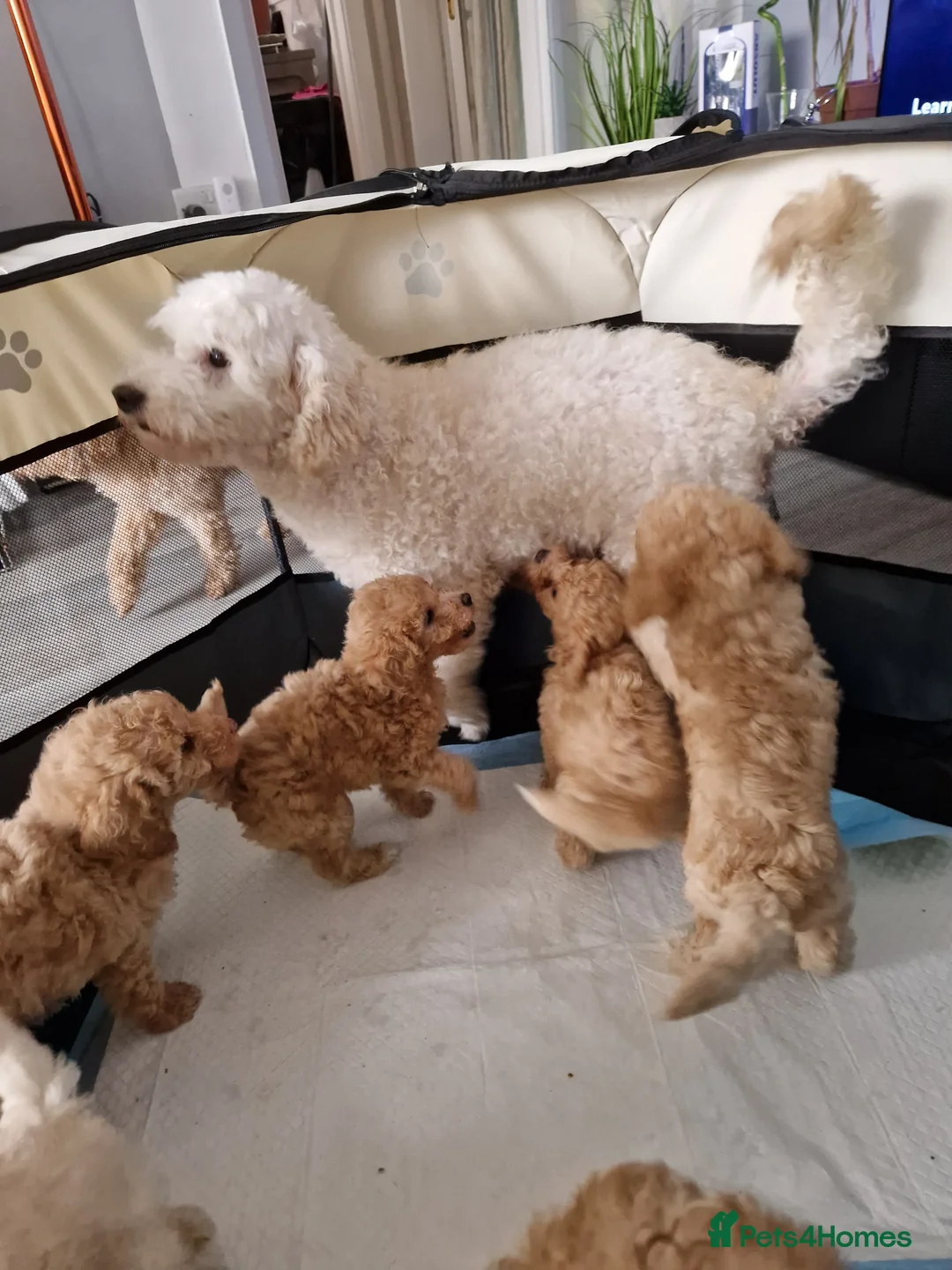 Mixed Breed dogs for sale: Toy poodle - Advert 2
