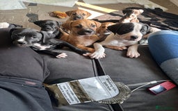 Mixed Breed dogs for sale: Cane corso x staffy  - Image 8