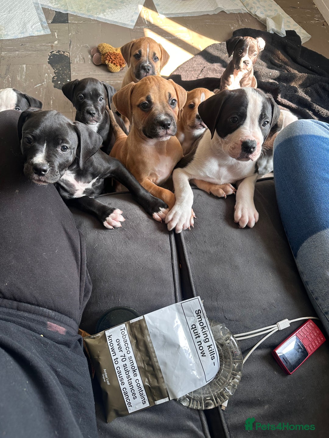 Mixed Breed dogs for sale: Cane corso x staffy  - Image 8