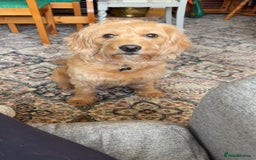 Labradoodle dogs for sale: Beautiful litter of 5 labradoodle puppies  - Image 9