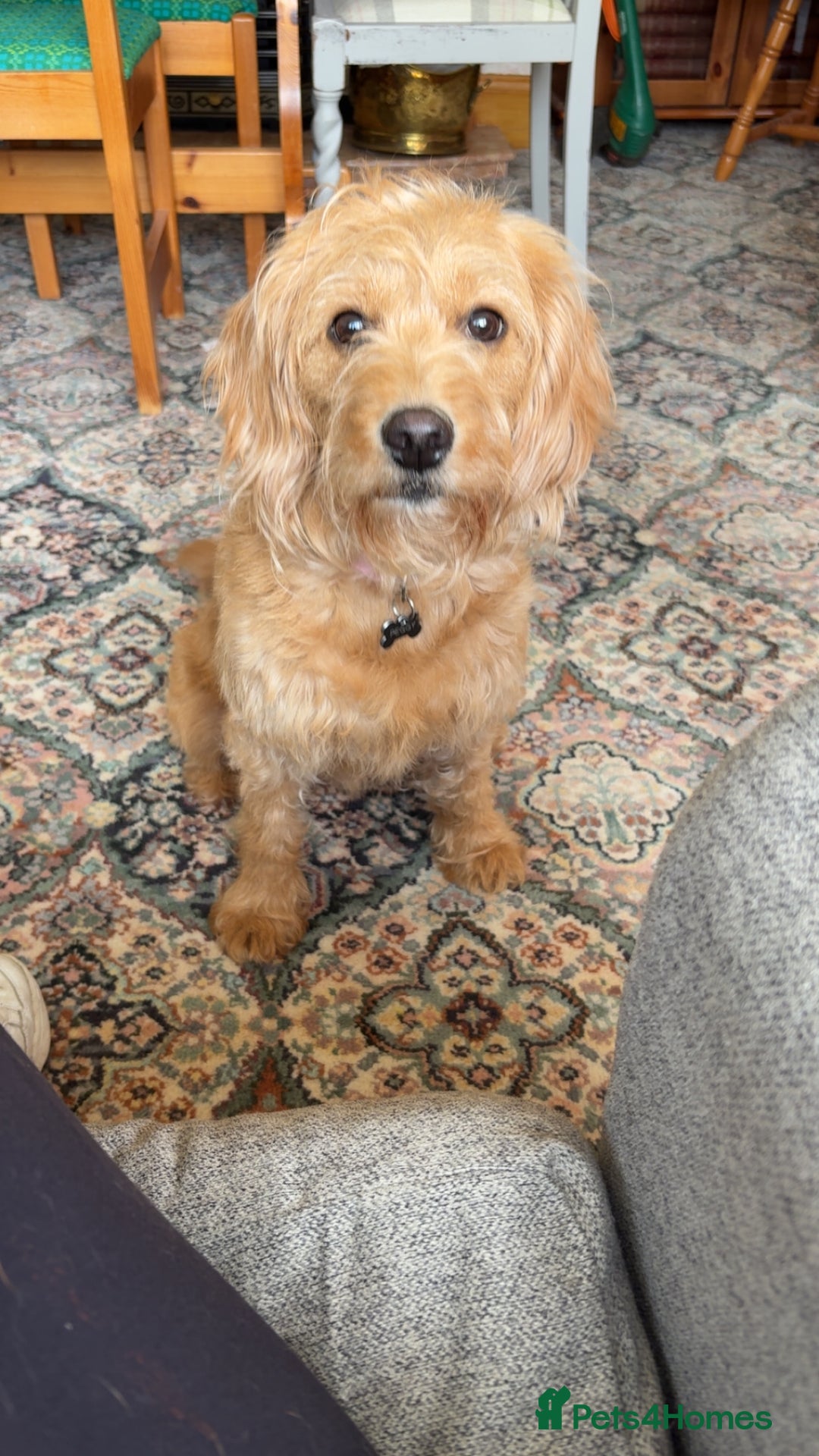 Labradoodle dogs for sale: Beautiful litter of 5 labradoodle puppies  - Image 9