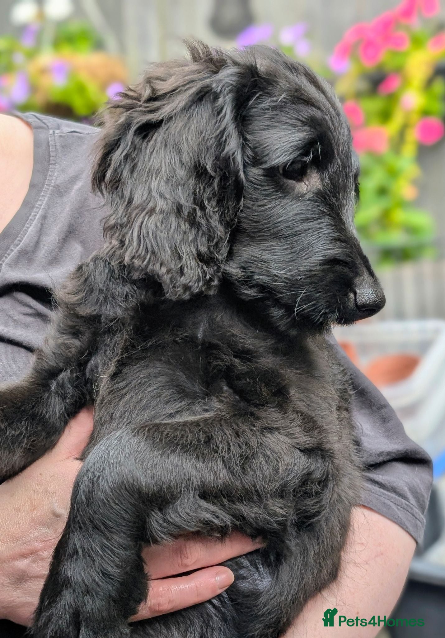 Labradoodle dogs Ready Now - Miniature Labradoodles.  - Advert 1