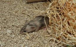 Mouse rodents for sale: Satin, long and short haired varieties  - Image 3
