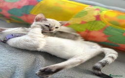 Bengal cats for sale: Blue Eyes Snow Lynx Bengal Kittens - Image 28