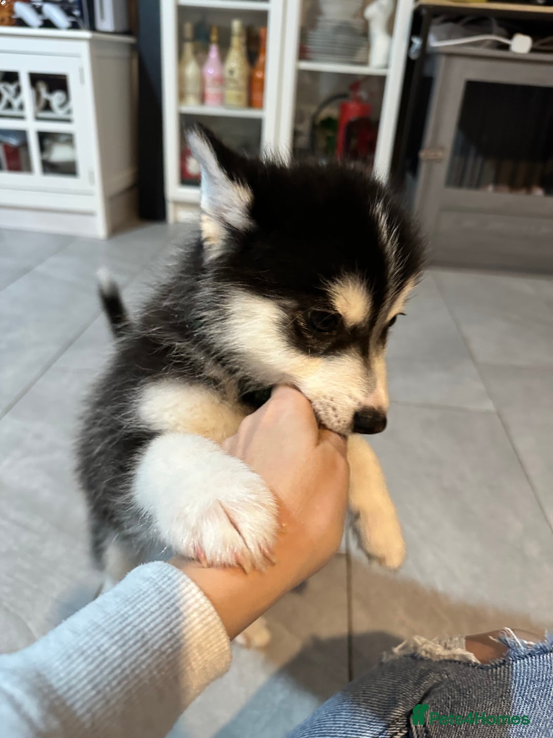 Pomsky dogs for sale: READY SMALL F4 POMSKY - Advert 24