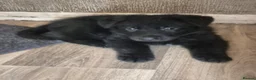 German Shepherd dogs for sale: KC registered German shepherd pups in Baldock - Advert 6