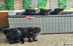 Mixed Breed cats for sale: Scottish Fold Kittens!Rare 🍫chocolate colour🐱 - Image 4