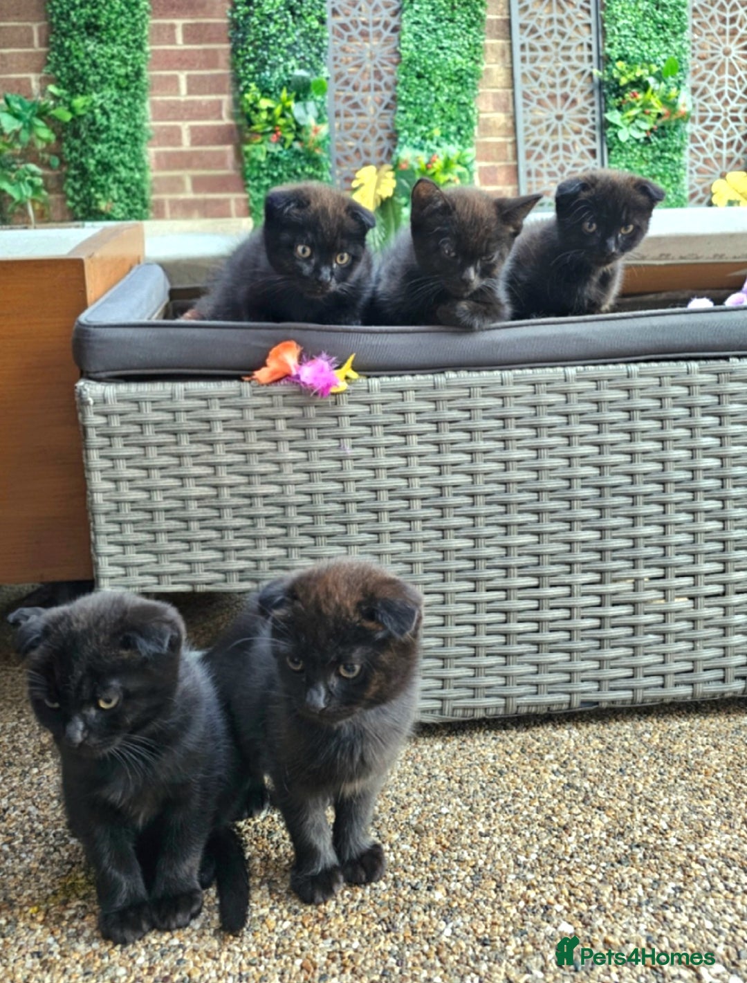 Mixed Breed cats for sale: Scottish Fold Kittens!Rare 🍫chocolate colour🐱 - Image 4