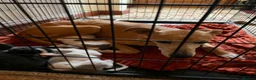 Lurcher dogs for sale: Lurcher puppies  - Advert 8