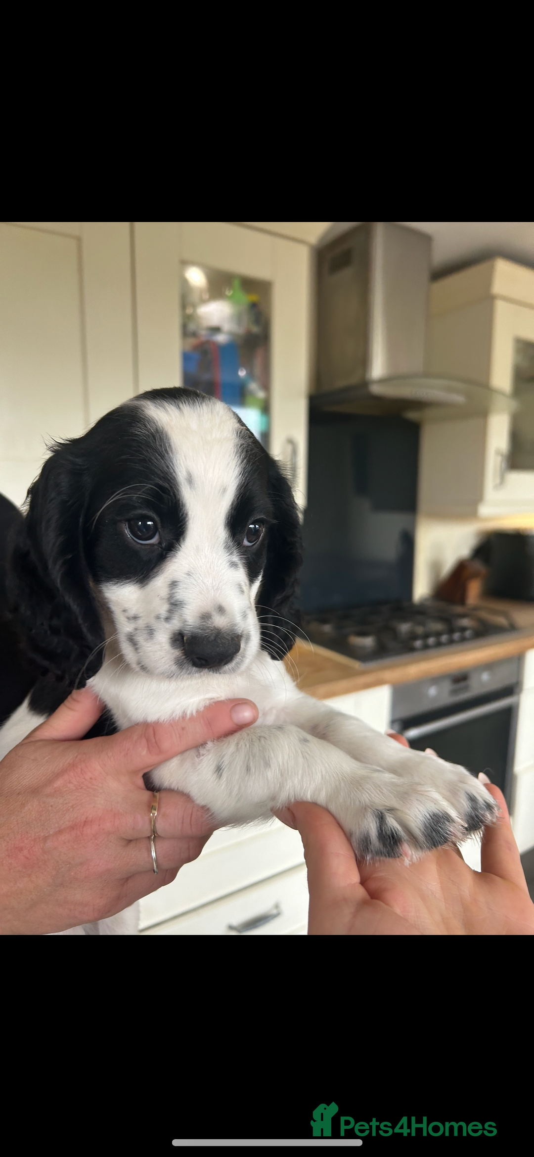 Cocker Spaniel dogs for sale: Excellent pedigree working Cocker Spaniel puppies - Image 11