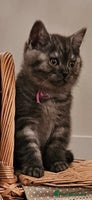 British Shorthair cats - Advert 10