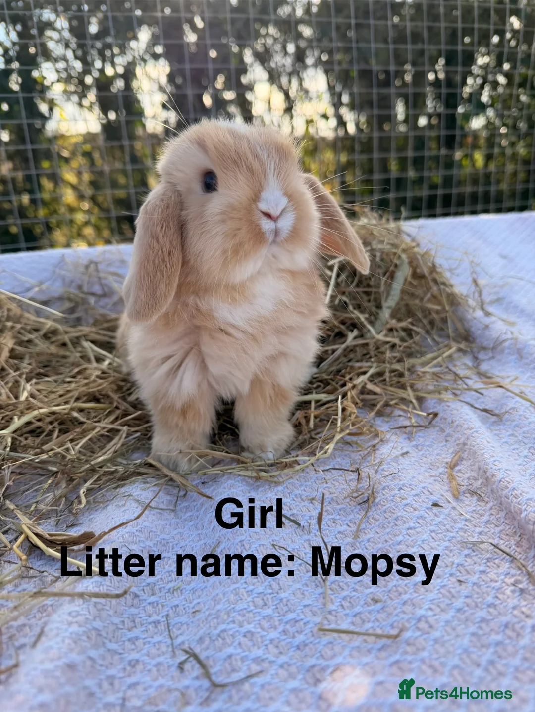 Mini Lop rabbits for sale: Gorgeous mini Lop babies  - Advert 9