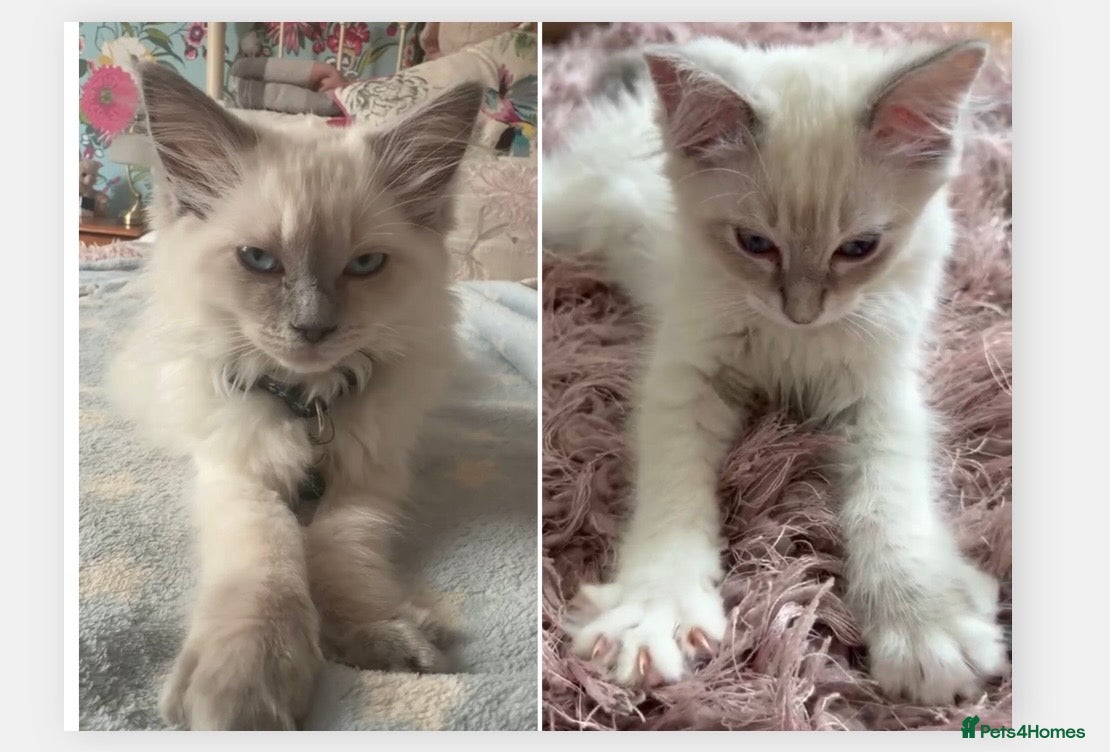 Ragdoll cats Two Blue Point Ragdoll Female's, ready now.  - Advert 2