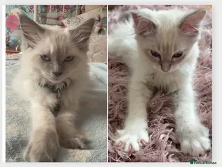 Ragdoll cats Two Blue Point Ragdoll Female's, ready now. - Advert 4