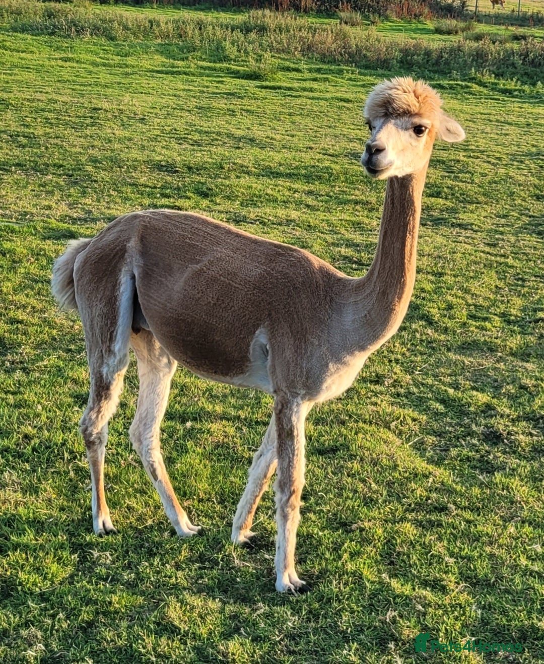 Alpaca livestock for sale: Alpacas for Sale - Advert 14