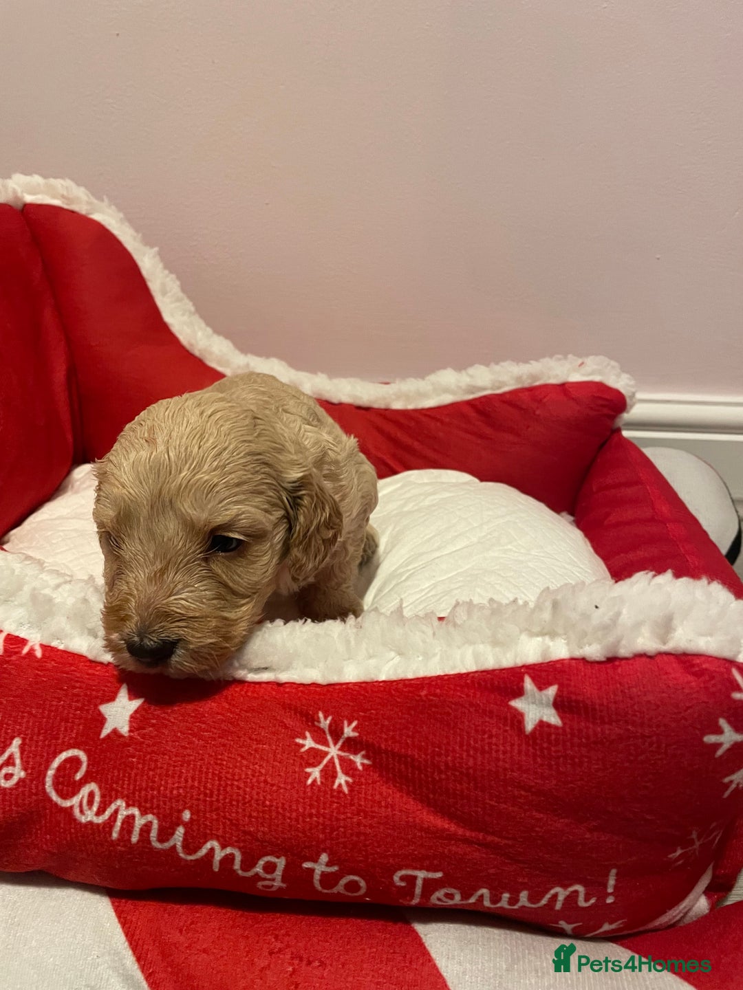 Cockapoo dogs for sale: 8 gorgeous F1 Cockapoos - Advert 17