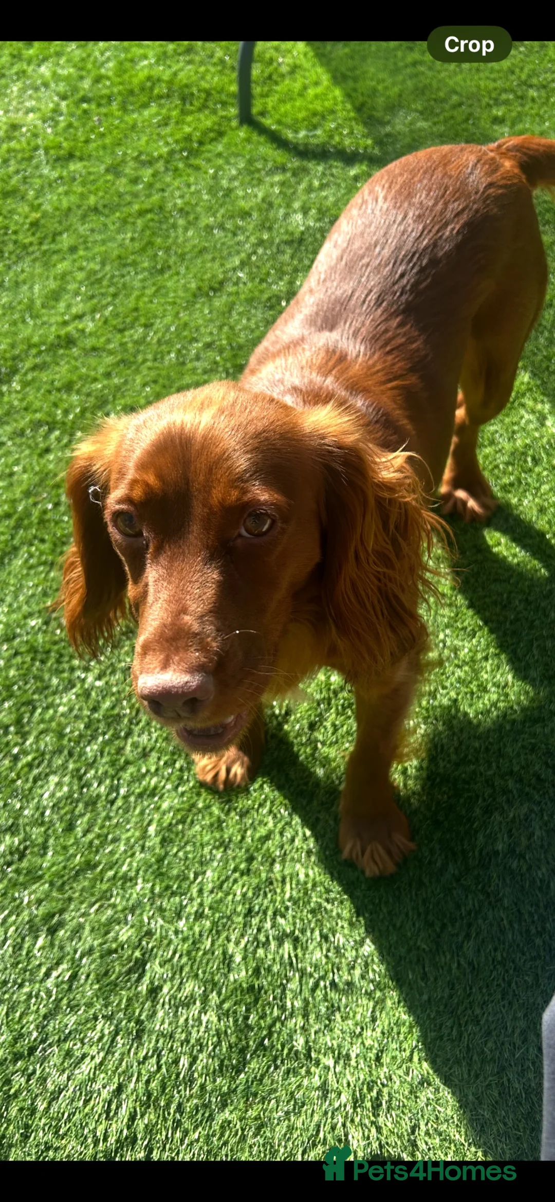 Cocker Spaniel dogs for sale: Lucky  - Advert 2