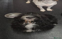 Mixed Breed dogs for sale: Beagle x sproodle (flash) - Image 1