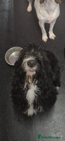 Mixed Breed dogs - Advert 4