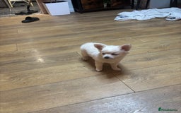Chihuahua dogs for sale: Stunning Teddy Bear Chihuahua Girls - Image 5