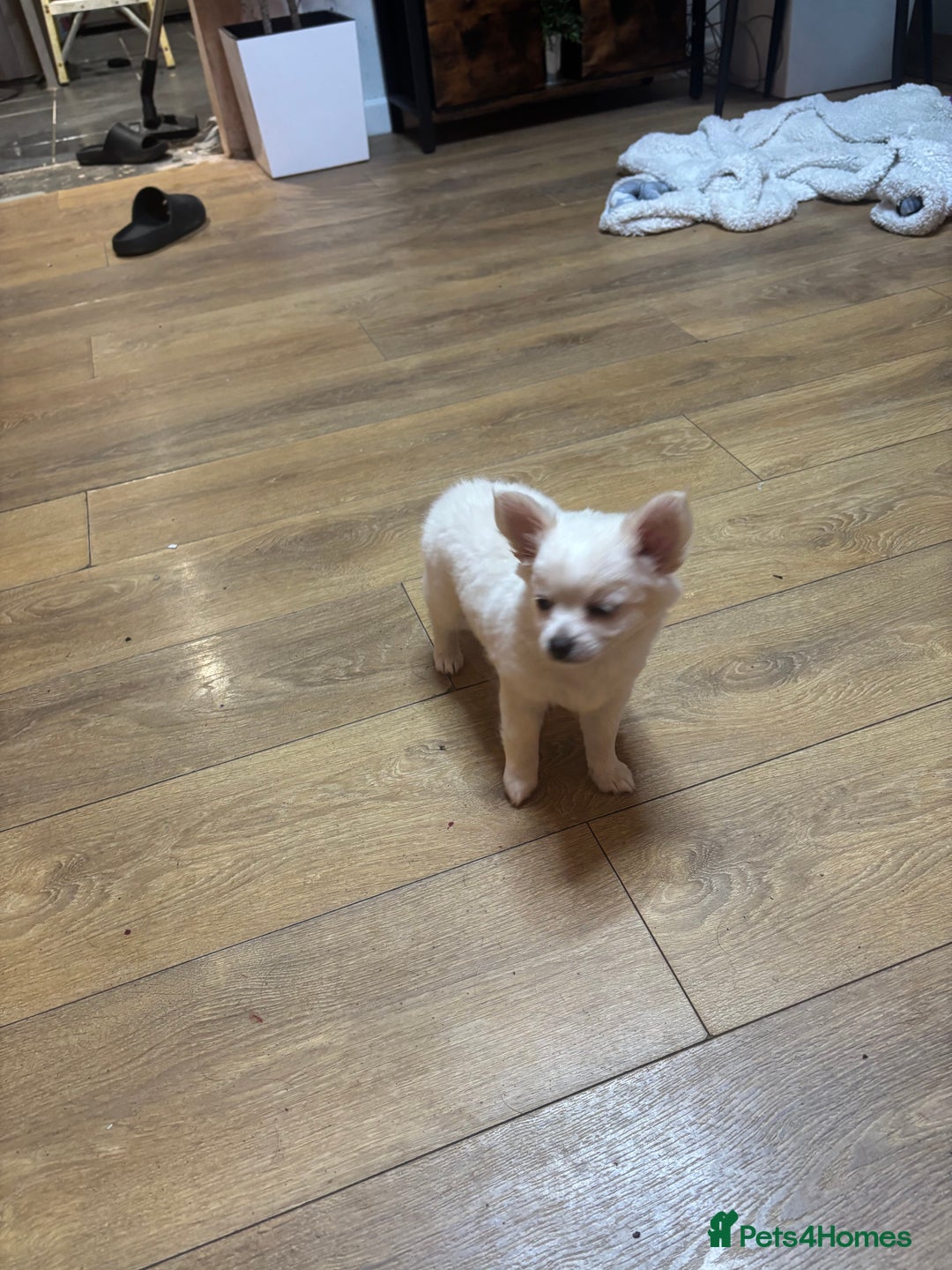 Chihuahua dogs for sale: Stunning Teddy Bear Chihuahua Girls - Image 5