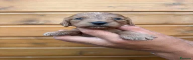 Cockapoo 5