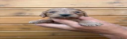 Cockapoo dogs for sale: Beautiful Litter of 6 Cockapoo  - Advert 4