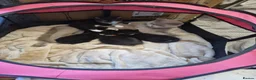 British Shorthair cats for sale: Beautiful British short hair cross kittens - Advert 6