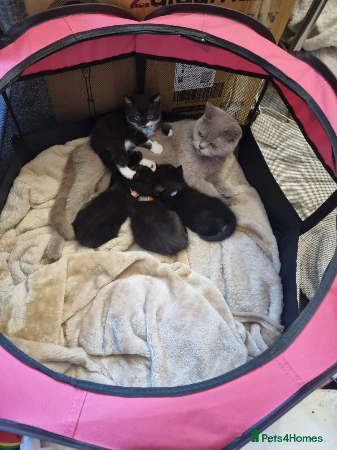 British Shorthair cats for sale: British short hair cross kittens only 2 left - Advert 31