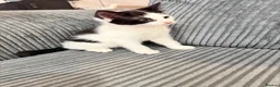 Mixed Breed cats for sale: Kittens - Advert 8