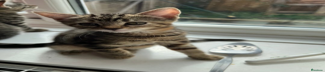Cheese – Sweet tabby & ginger girl