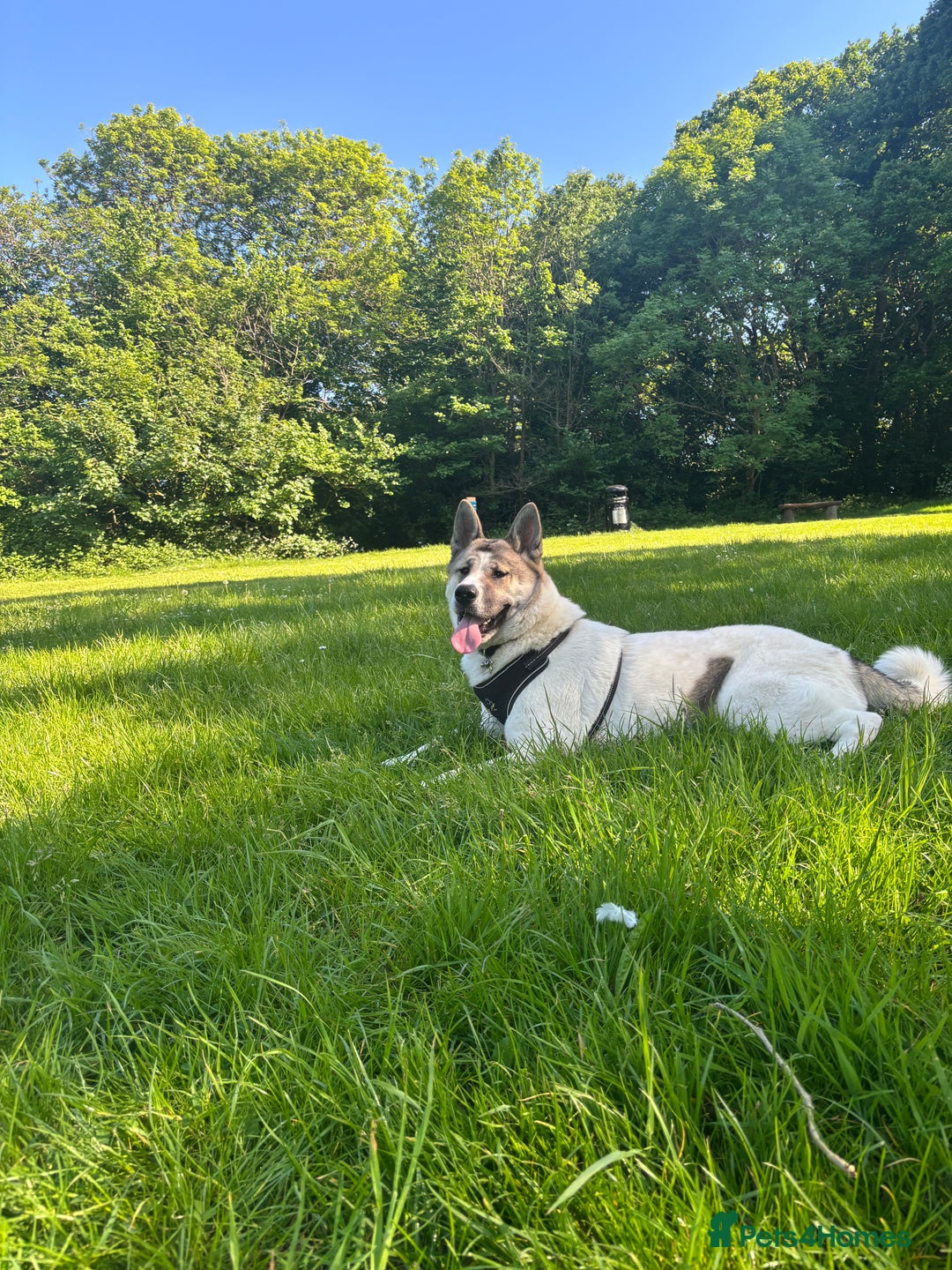 Akita dogs for sale: Rehoming Daisy Open To Offers  in Belvedere - Image 1