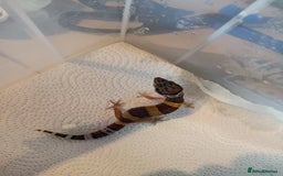 Leopard Gecko reptiles for sale: Baby leopard geckos  - Image 2