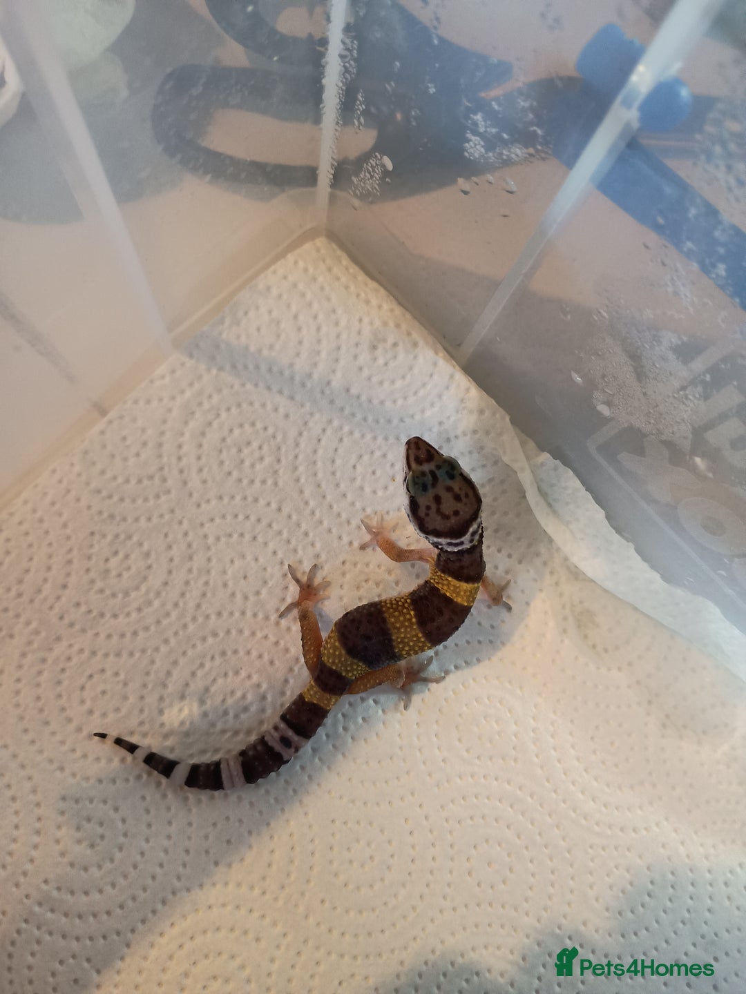 Leopard Gecko reptiles for sale: Baby leopard geckos  - Image 2