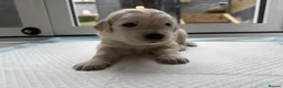 Golden Retriever dogs for sale: Golden Retriever Puppies  - Advert 11