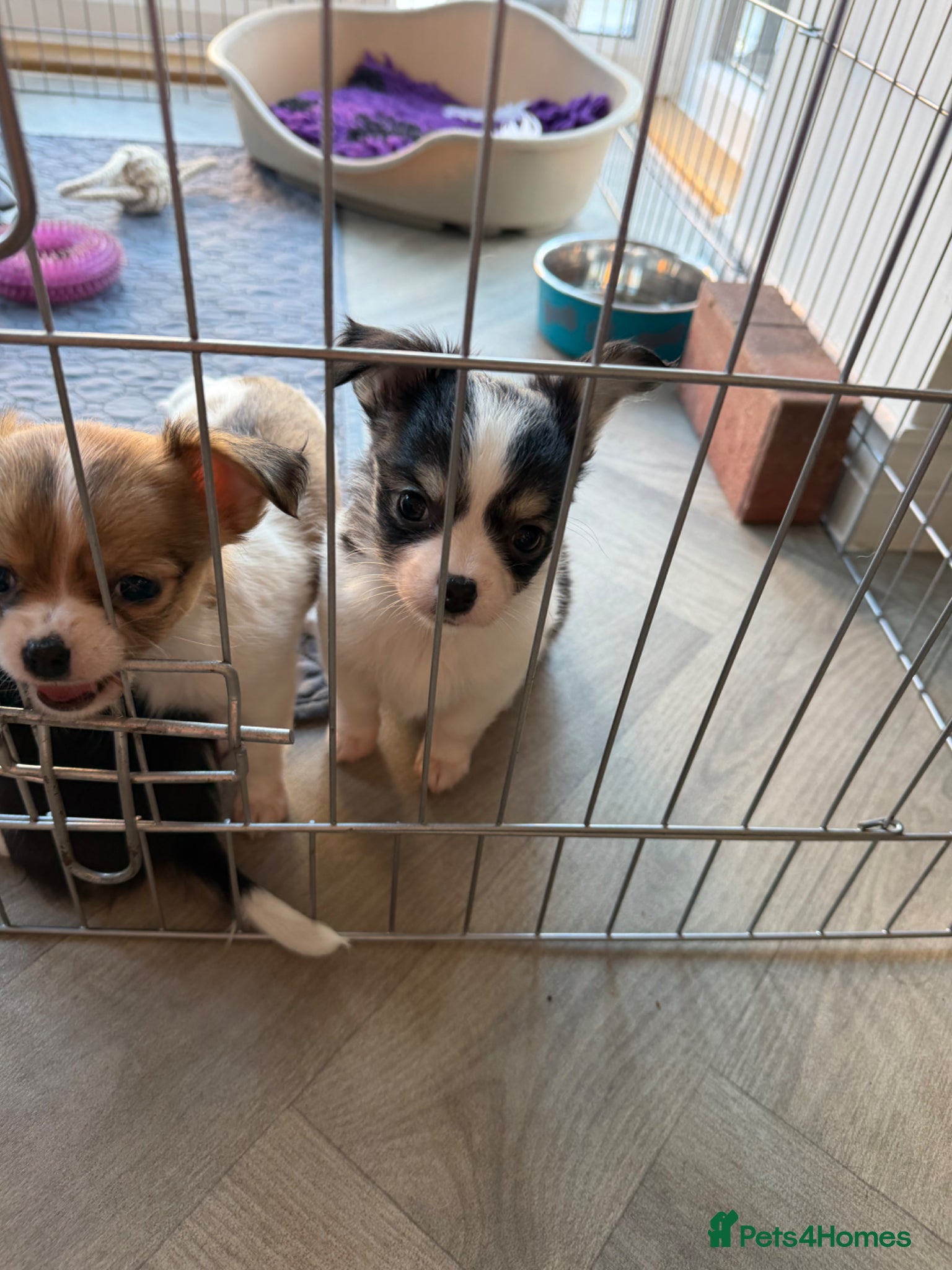 Chihuahua dogs Chihuahua pups looking for there home  - Advert 13