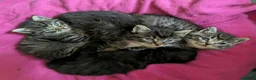 Mixed Breed cats for sale: Ragdoll Tabby Mix Fluffy Home Reared Kittens 2M/2F in Tonbridge - Advert 10