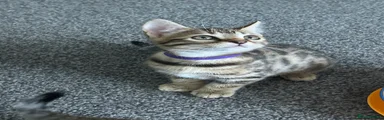 Bengal 4
