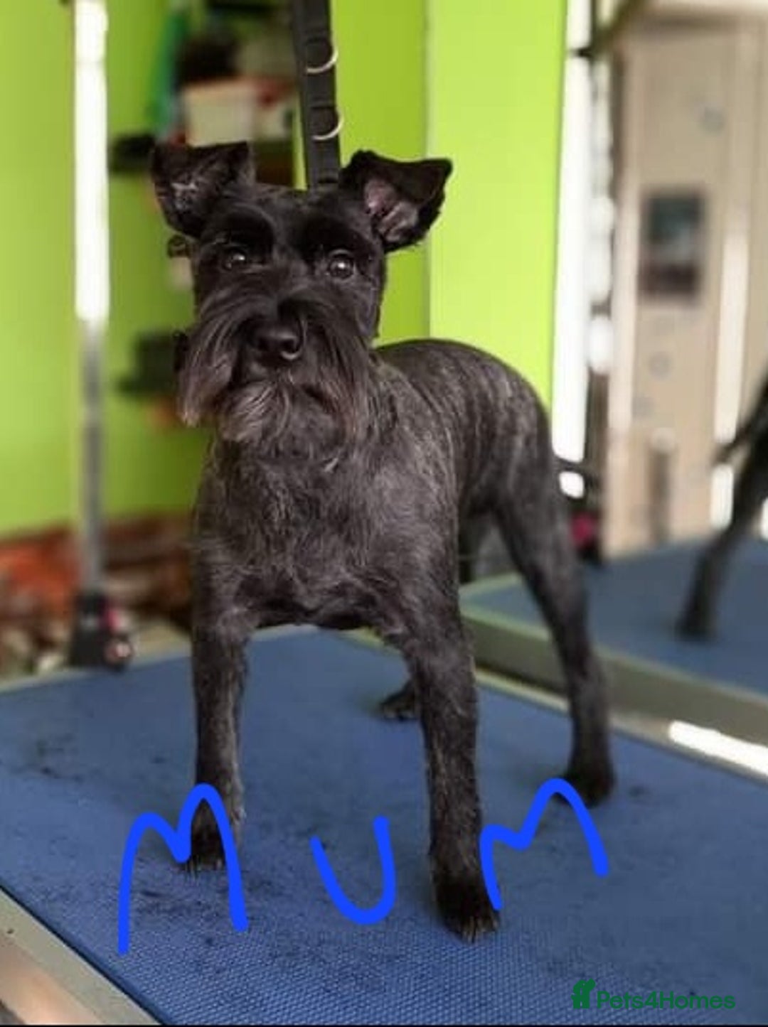 Mixed Breed dogs for sale: Snorkie pups - Image 21